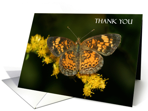 Thank you butterfly card (837497)