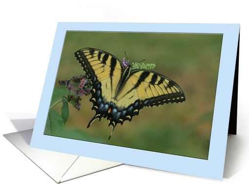 Thank you butterfly card (837504)