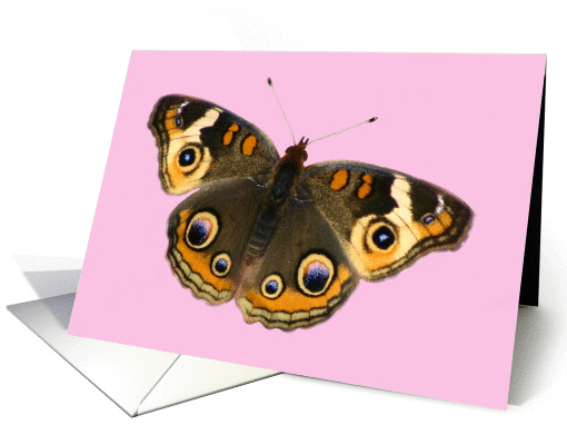 Thinking of You butterfly card (837536)