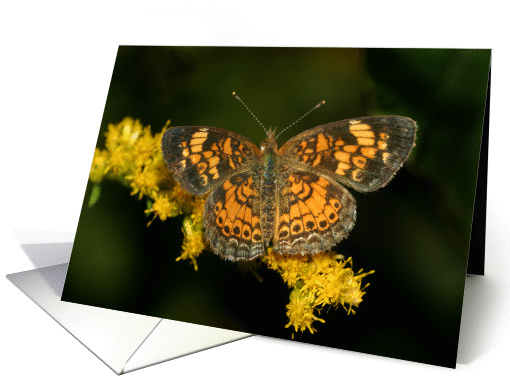 Thinking of You butterfly card (837539)
