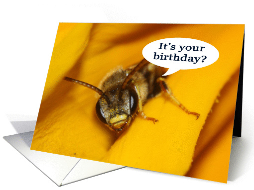 It's Your Birthday humorous sleepy bee card (838554)