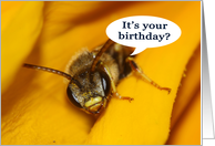 It’s Your Birthday humorous sleepy bee card