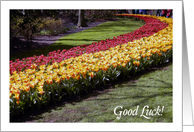 Good Luck, tulips in a park card