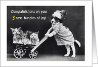 Congratulations, triplets, dog, kittens card