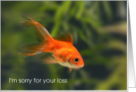 Pet Fish Sympathy, Goldfish card