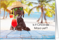 Cinco de Mayo, Dog, Drink, Hat card