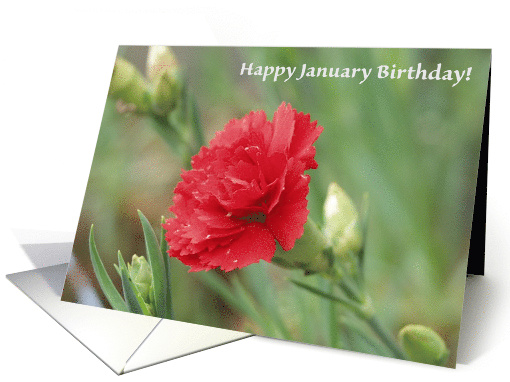 Birthday January Carnation Flower card (538607)