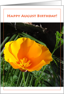 August Birthday California Poppy card