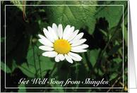 Shingles Get Well White Daisy card