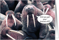 Braces Off Walrus card