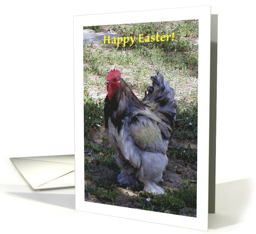 Easter, for him, rooster, garden card (756370)