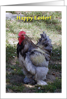 Easter, for him, rooster, garden card