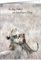 Mother’s Day To Sister From Brother Lions card