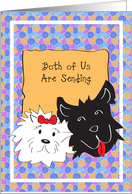 Get Well From Both of Us, Cute Black & White Dogs card