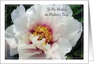 Happy Mother’s Day to Estranged Mother, White and Pink Peony card