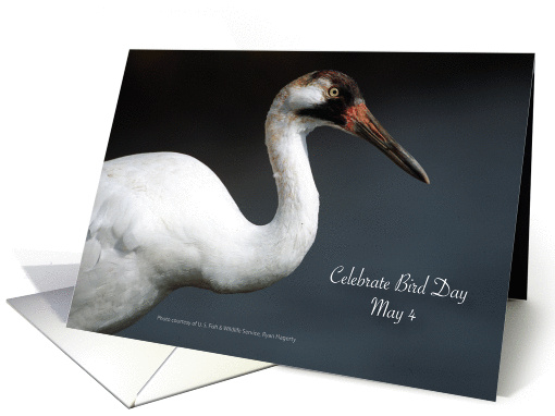 Bird Day, May 4, Whooping Crane card (916979)