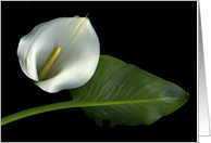 White Calla Lily card