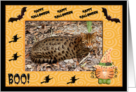 Halloween Bengal Cat card