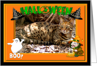 Halloween Bengal Cat card