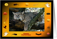 Halloween Bobcat card