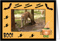 Halloween Cougar card