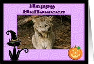 Halloween Canadian Lynx card