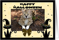 Halloween African Serval Cat card