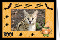 Halloween African Serval Cat card