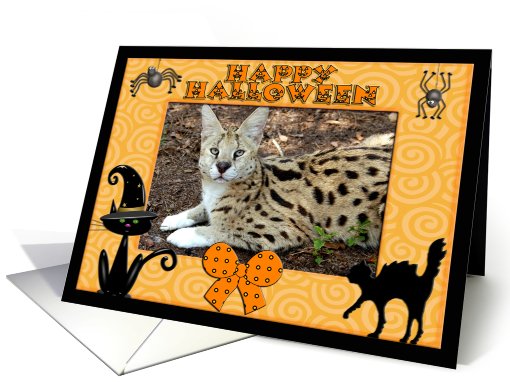 Halloween African Serval Cat card (482311)