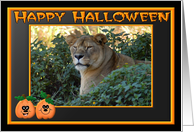 Halloween Barbary Lion card