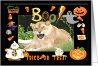 Halloween Barbary Lion card