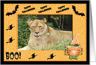 Halloween Barbary Lion card