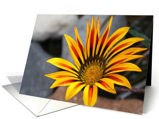 Morning flower card (470467)