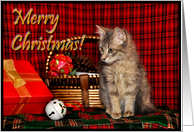 Christmas Kitten card