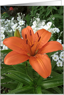 Orange Tiger Lily card