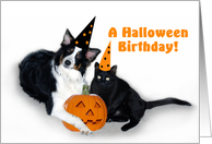 Halloween Dog and Cat Birthday card