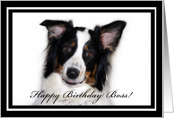 Australian Shepherd Happy Birthday Boss card