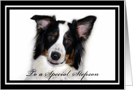 Australian Shepherd Happy Birthday Stepson card