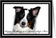 Australian Shepherd Happy Birthday Step Mom card