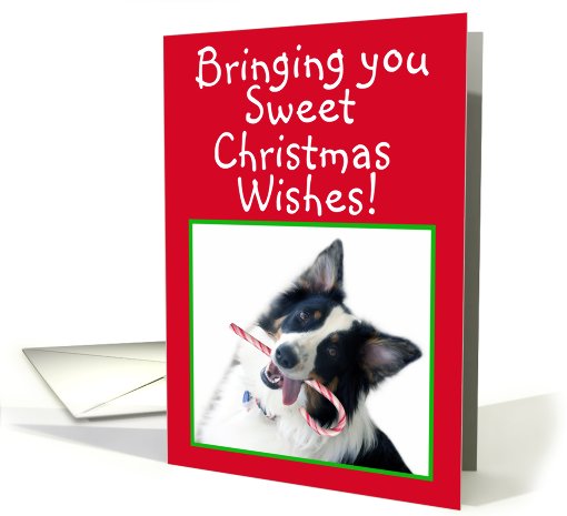 Australian Shepherd Sweet Christmas card (483031)