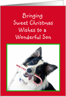 Australian Shepherd Sweet Christmas, Son card