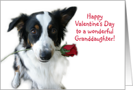 Aussie and Rose, Granddaughter card