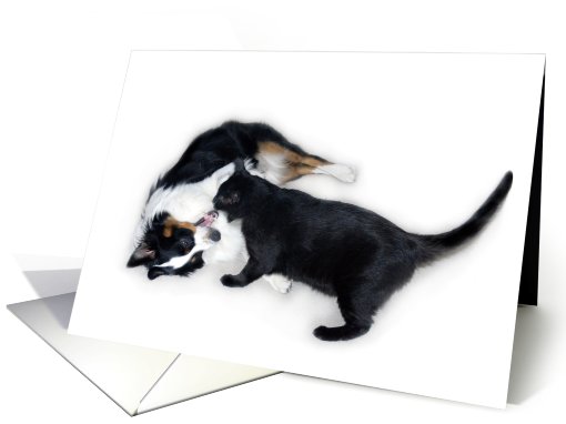Aussie and Cat Playtime, Blank Note card (634125)