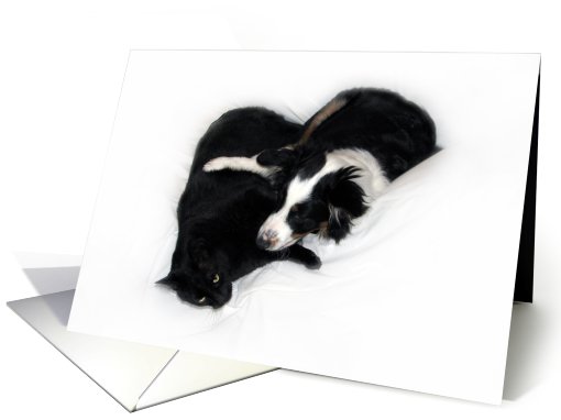 Aussie and Cat Hugs Blank Note card (634129)