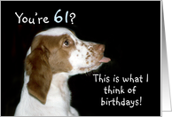 Brittany Spaniel Birthday 61 card