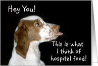 Brittany Spaniel Get Well card