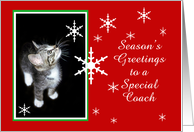 Kitten and Snowflakes, Coach card