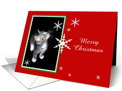 Kitten and Snowflakes, Merry Christmas card (494186)