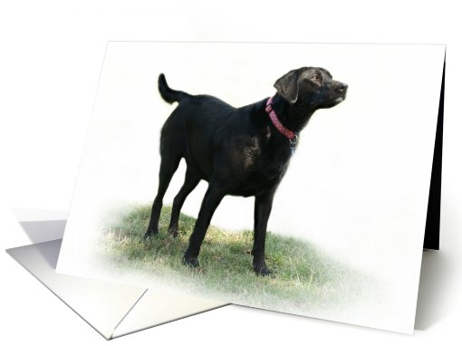 Black Labrador Retriever Note card (633609)