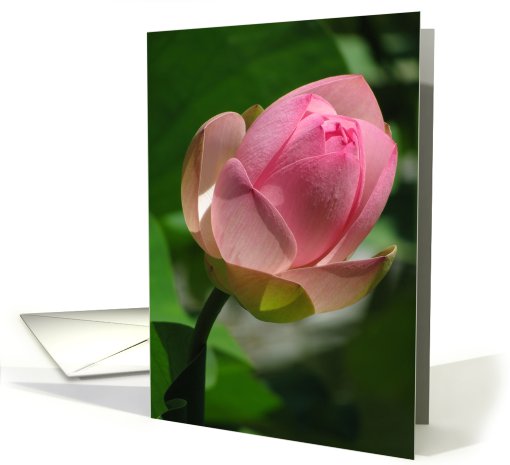 Lotus flower card (470744)